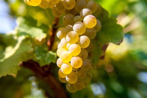 reislin|what is riesling grapes.